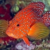 grouper_coral_kimalek210_h_0002_sul7787.jpg